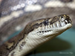 Python