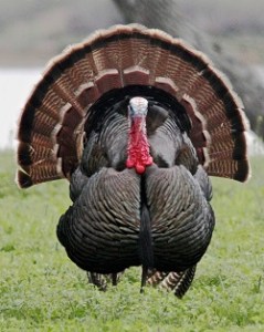 Turkey_strut_small